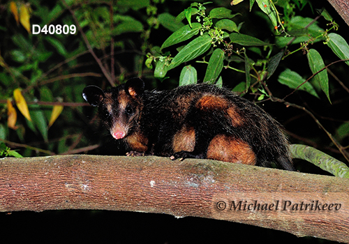 Big-eared opossum (Didelphis aurita)